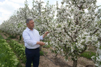 Tüccarların depo oyunu: Elmalar depolandı, ucuza satılmak istenmiyor
