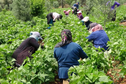 Tarlada Kilosu 100 Lira: Mersin'de Turfanda Fasulye Yüz Güldürüyor!