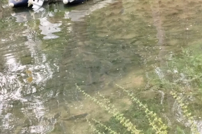 Fırat Nehri’nde akıntı arttı: Binlerce balık kıyıya akın etti
