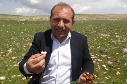 Malatya’da yüksek rakımlı bölgelerde çiğdem mesaisi
