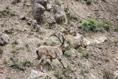 Dronu görünce kaçan dağ keçileri görüntülendi

