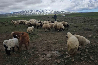Adilcevaz’da sürüler yaylaya çıktı
