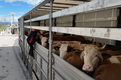 Erzincan’da kurbanlık sevkiyatına sıkı denetim