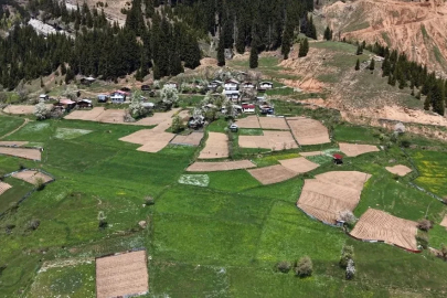 Artvin’de 1400 rakımda imece usulü doğal tarım
