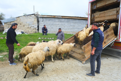 Erzincan’da tulum peyniri için zorlu yayla yolculuğu başladı
