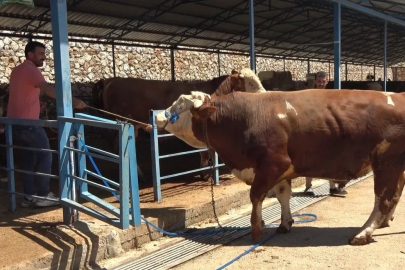 Alanya’da kurban pazarının gözdesi 1 ton 200 kilogramlık dana 450 bin TL’ye alıcı buldu
