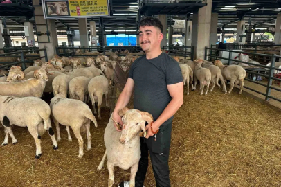 Bursa’daki sıra dışı "gergedan boynuz"lu koç görenleri şaşırtıyor