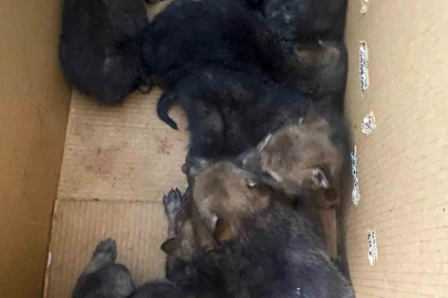 Karakoçan’da bulunan 7 yavru kurt koruma altına alındı
