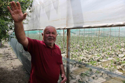 Diktiği binlerce kök fidesi sel sonrası çürüyen çiftçi: "Bu afet Allah’tan geldi, boynumuz kıldan ince"
