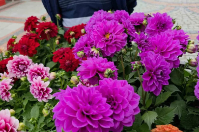 Edirne Saraçhane Caddesi’nde fesleğen kokusu
