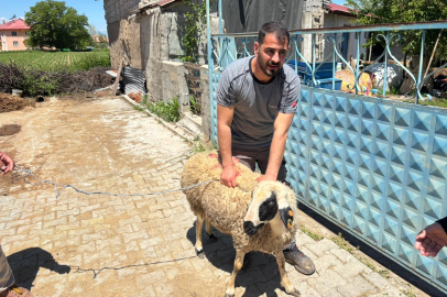 Erzincan’da kaçan kurbanlık koyun 1 saat sonra yakalandı