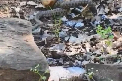 Tunceli’de kocabaş yılan, sincabı avladı
