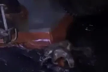 Su samurlarının balık keyfi kamerada
