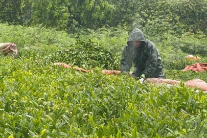 Doğu Karadeniz’de yağmur çay hasadını durdurmadı
