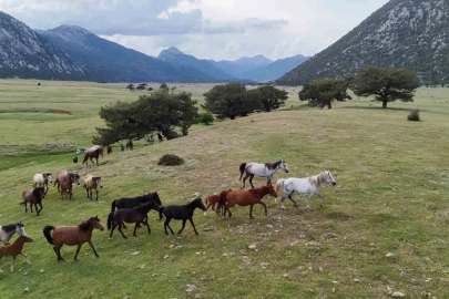 Kökenleri Osmanlı Süvari atlarına dayanan Toroslar’ın özgür ruhları yılkı atları
