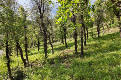 Şırnak’ta ormanlık alanda tırtıl istilası
