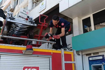 Batman’da vefakar kedi arkadaşını yalnız bırakmadı
