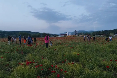 Bingöl’de doğal oluşan gelincik tarlası vatandaşların ilgi odağı oldu
