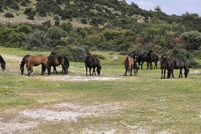 Ayvacık’ta çiftçiler başıboş yılkı atlarından dertli
