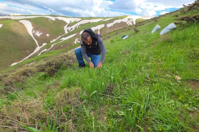 Bitlis yaylalarında çiriş otu mesaisi devam ediyor
