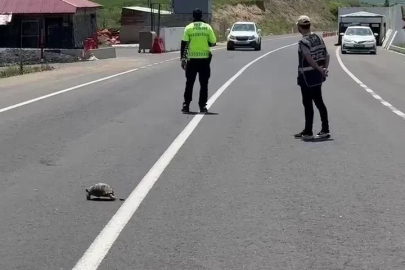 Hınıs’ta yürekleri ısıtan görüntü: Polis memuru kaplumbağa için trafiği durdurdu
