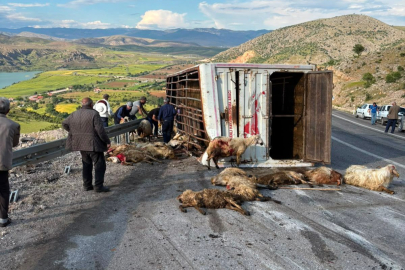 Canlı hayvan taşıyan kamyon kaza yaptı, koyunlar telef oldu