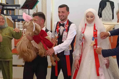 Düğünde altın değil keçi takıldı
