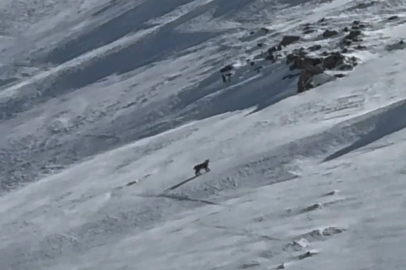 Bitlis’te nesli tehlike altında olan vaşak görüntülendi
