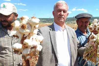 AB tescilli Araban sarımsağının hasadı başladı
