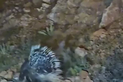 Elazığ’da oklu kirpi görüntülendi
