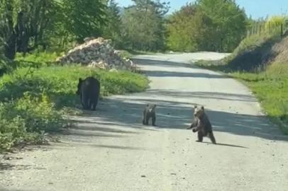 Kardeşlerin anne ayı ve yavruları ile sohbeti gülümsetti
