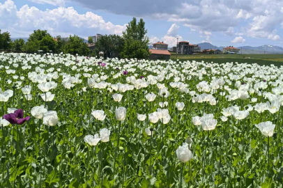 Çiçek açan haşhaş tarlaları adeta doğal fotoğraf stüdyosuna döndü
