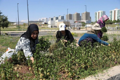 Kadın emeğiyle yetişen tıbbi ve aromatik bitkilerin ilk hasadı yapıldı
