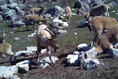 Munzur’un sessiz misafirleri fotokapana takıldı