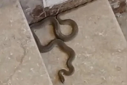 Apartmana giren yılan paniğe neden oldu
