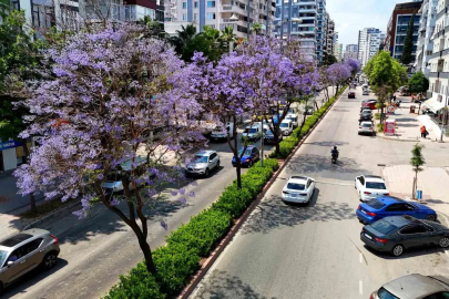 Adana’da jakarandalar çiçek açtı, kent mor renge büründü
