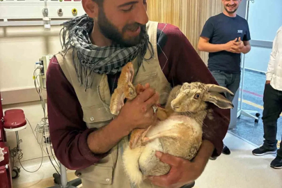 Yaralı hamile tavşan, devlet hastanesi bahçesinde tedavi edildi
