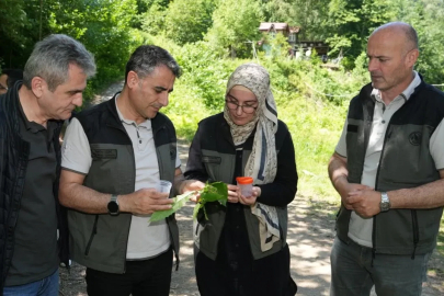 Kestane ormanlarını korumak için 5 bin samuray arısı doğaya salındı

