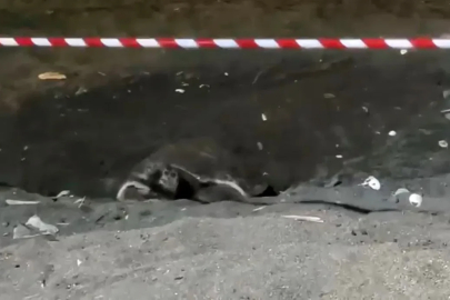 Koruma alanı dışına yuva yapan caretta caretta için şeritli tedbir
