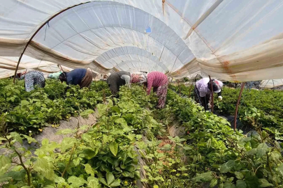 Aydın’da kavurucu sıcakta çilek mesaisi
