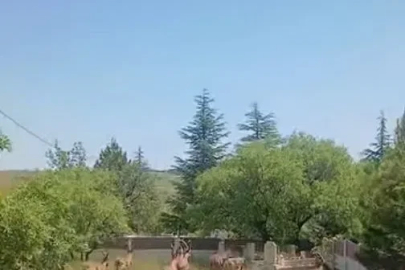 Koruma altındaki dağ keçileri Harput mezarlıklarında görüntülendi
