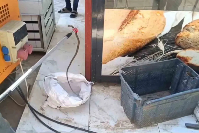 Gaziantep’te yerleşim yerinde yılan paniği
