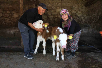 Buzağılarına hayranı oldukları şarkıcının ismini verdiler: ‘Yıldız’ ve ‘Tilbe’

