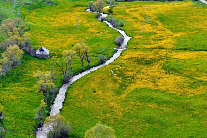 Sadece 20 gün sürüyor; Gümüşhane’deki o vadi sarıya boyandı
