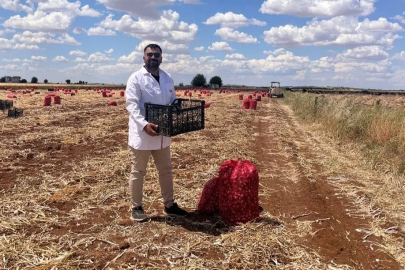 Şanlıurfa’da sarımsak hasadı devam ediyor

