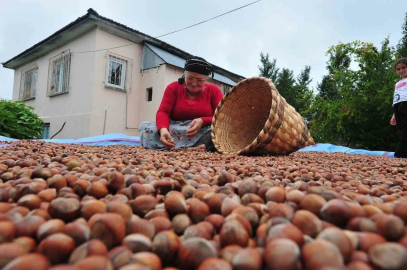 Düzce’den AB ülkelerine 5 bin 291 ton fındık ihraç edildi
