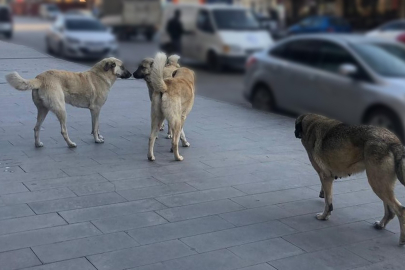 Sahipsiz köpeklerin tamamı yıl sonuna kadar barınaklara alınacak