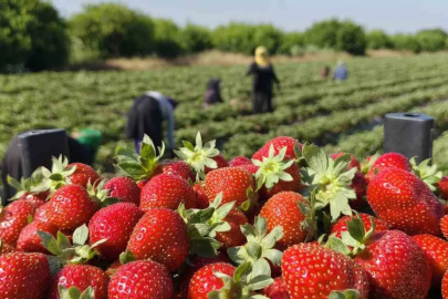 Silifke çileğinde hasadın sonuna gelindi
