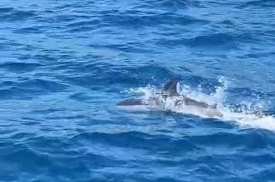 Bodrum’da tekneye sürpriz misafir
