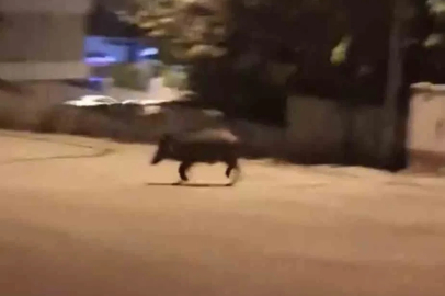 Mahalleye inen domuzları böyle kovaladı
